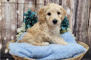 Caesar - Goldendoodle, Mini for sale