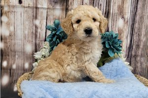 Cabo - Goldendoodle, Mini for sale