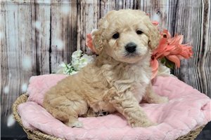 Cadence - Goldendoodle, Mini for sale