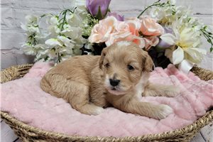 Gabby - puppy for sale