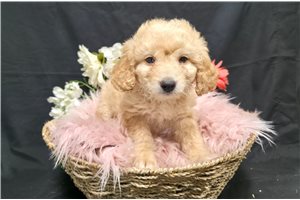 Cadence - puppy for sale
