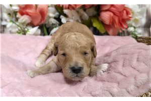 Tracie - puppy for sale