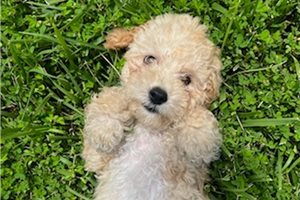 Wren - Mini Goldendoodle for sale