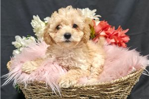 Cadette - puppy for sale