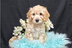 Caesar - Goldendoodle, Mini for sale