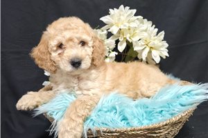 Cabo - Goldendoodle, Mini for sale