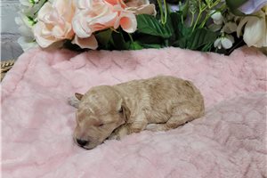 Cadette - Goldendoodle, Mini for sale