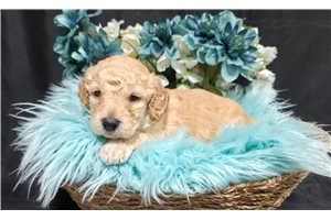 Cabo - Goldendoodle, Mini for sale