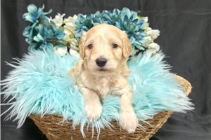 Caesar - Goldendoodle, Mini for sale