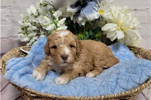 Gallow - Goldendoodle, Mini for sale