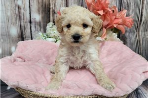 Cadette - Goldendoodle, Mini for sale