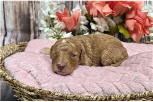 Tina - puppy for sale