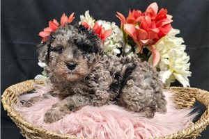 Jojo - Poodle, Miniature for sale