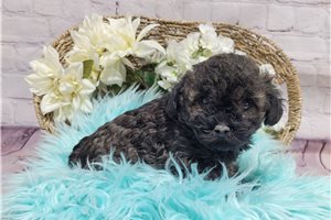 Wilson - Poodle, Miniature for sale