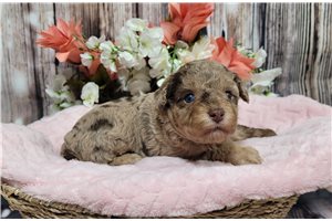 Joie - Poodle, Miniature for sale