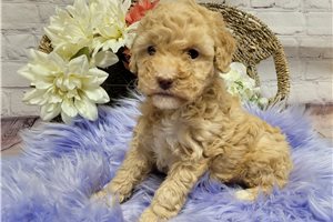 Cadette - Poodle, Miniature for sale
