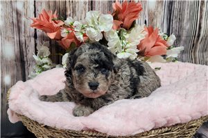 Jojo - Poodle, Miniature for sale