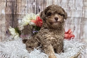 Joie - Poodle, Miniature for sale