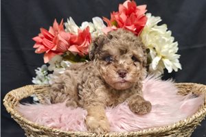 Joie - Poodle, Miniature for sale