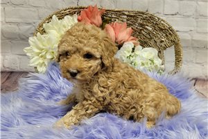 Cadey - Miniature Poodle for sale