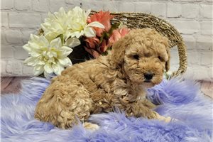 Caleah - Poodle, Miniature for sale