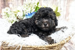 Jeremy - Poodle, Miniature for sale