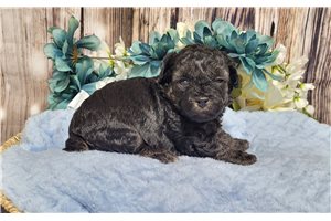 Jeremy - Poodle, Miniature for sale
