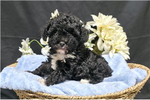 Jerrick - Poodle, Miniature for sale