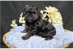 Jeremy - Poodle, Miniature for sale