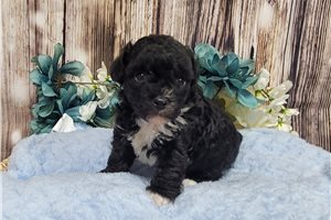 Jerrick - Poodle, Miniature for sale