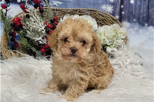 Hammond - Poodle, Miniature for sale
