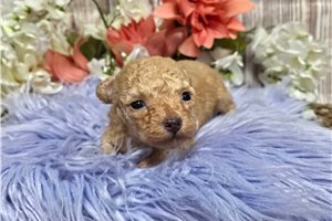 Leah - Poodle, Toy for sale
