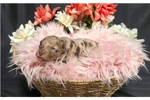 Joie - puppy for sale