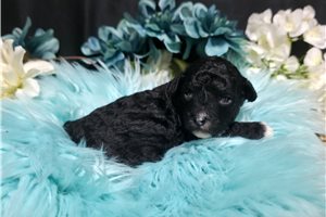 Jerrick - puppy for sale