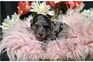 Jojo - Poodle, Miniature for sale