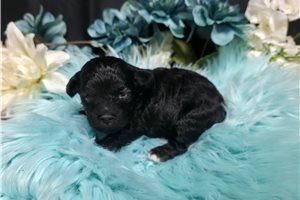 Jeremy - puppy for sale
