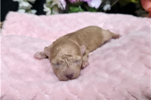 Leah - Poodle, Toy for sale