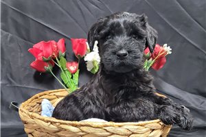 Isaac - Schnauzer, Giant for sale
