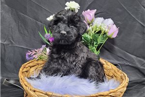 Isabella - Schnauzer, Giant for sale
