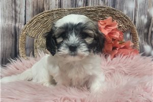 Jenn - Shichon for sale