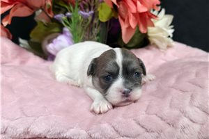 Prisha - Shichon for sale