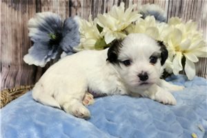 Prime - Shichon for sale