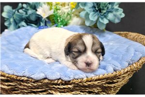 Prince - Shichon for sale