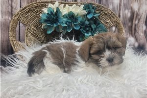Jase - Shichon for sale