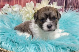 Jase - Shichon for sale
