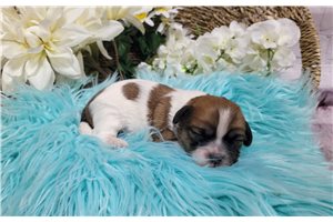 Jasper - Shichon for sale
