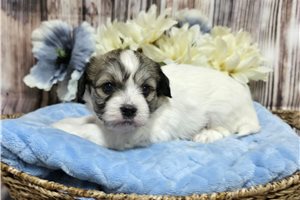 Prince - Shichon for sale