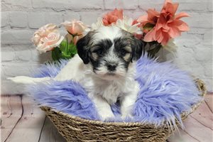 Jenn - Shichon for sale