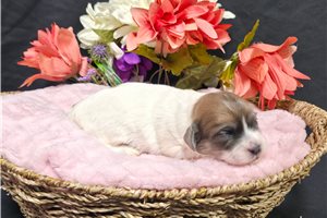 Priscilla - Shichon for sale