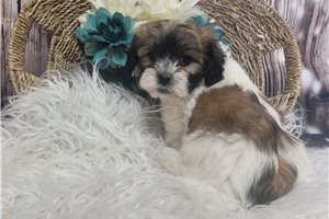 Jaxter - Shichon for sale